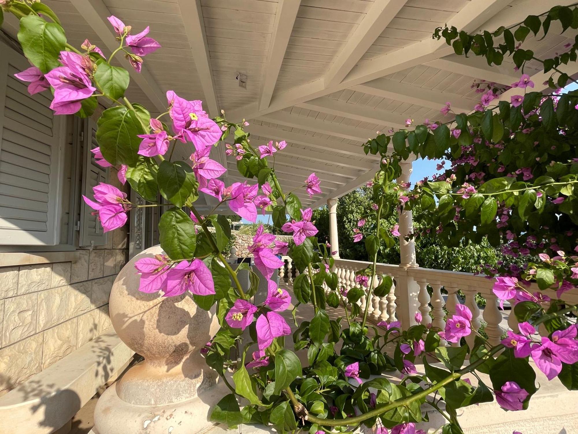Ardura - Island **** Bol. Island Brac Apartment